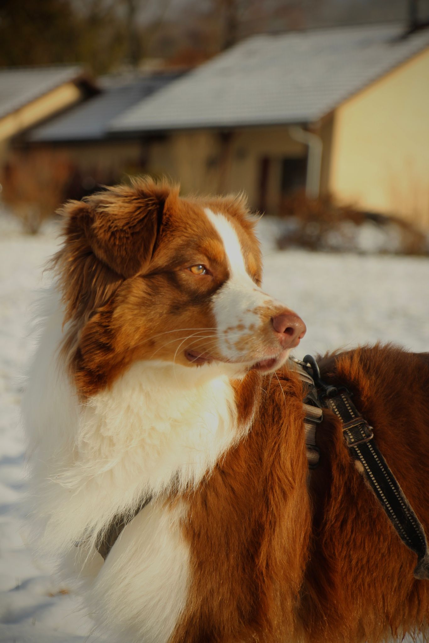 Chien